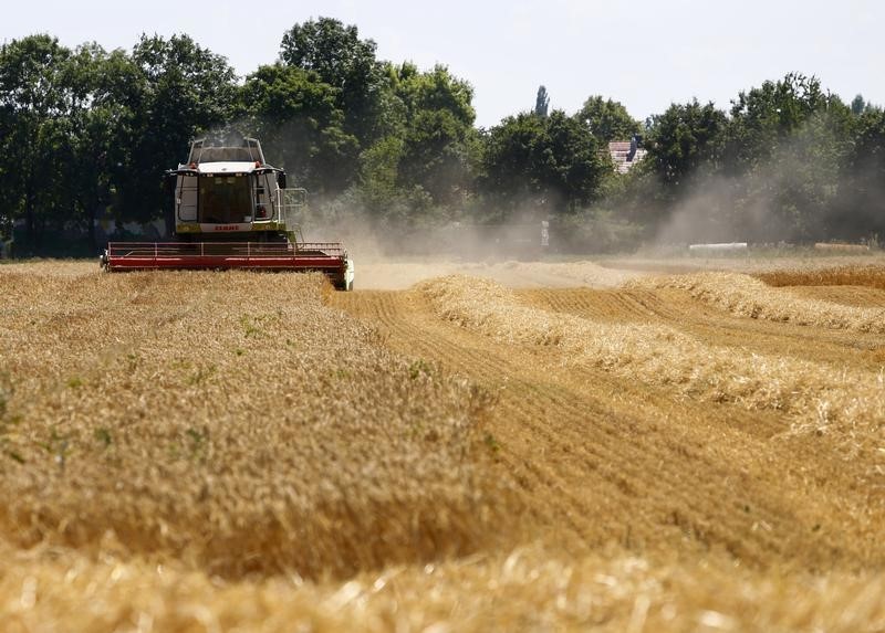 Crop up. Поля Германии зерновые. Пшеница в Германии. Комбайн убирает ячмень. Поля пшеницы в Германии.