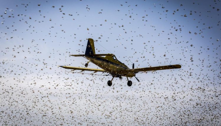 مواجهة مفتوحة مع الجراد.. المغرب يعزز قدرات التدخل السريع والفاو تحذر من الأسوأ
